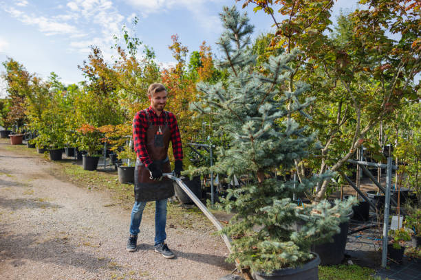 Best Tree Removal Near Me  in Erda, UT